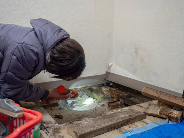 Reliable Etowah, TN Mold Removal Solutions