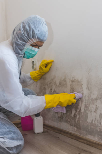 Best Asbestos and Lead Testing During Mold Inspection  in Etowah, TN