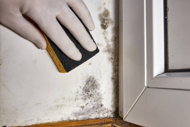 Best Forensic Mold Investigation  in Etowah, TN
